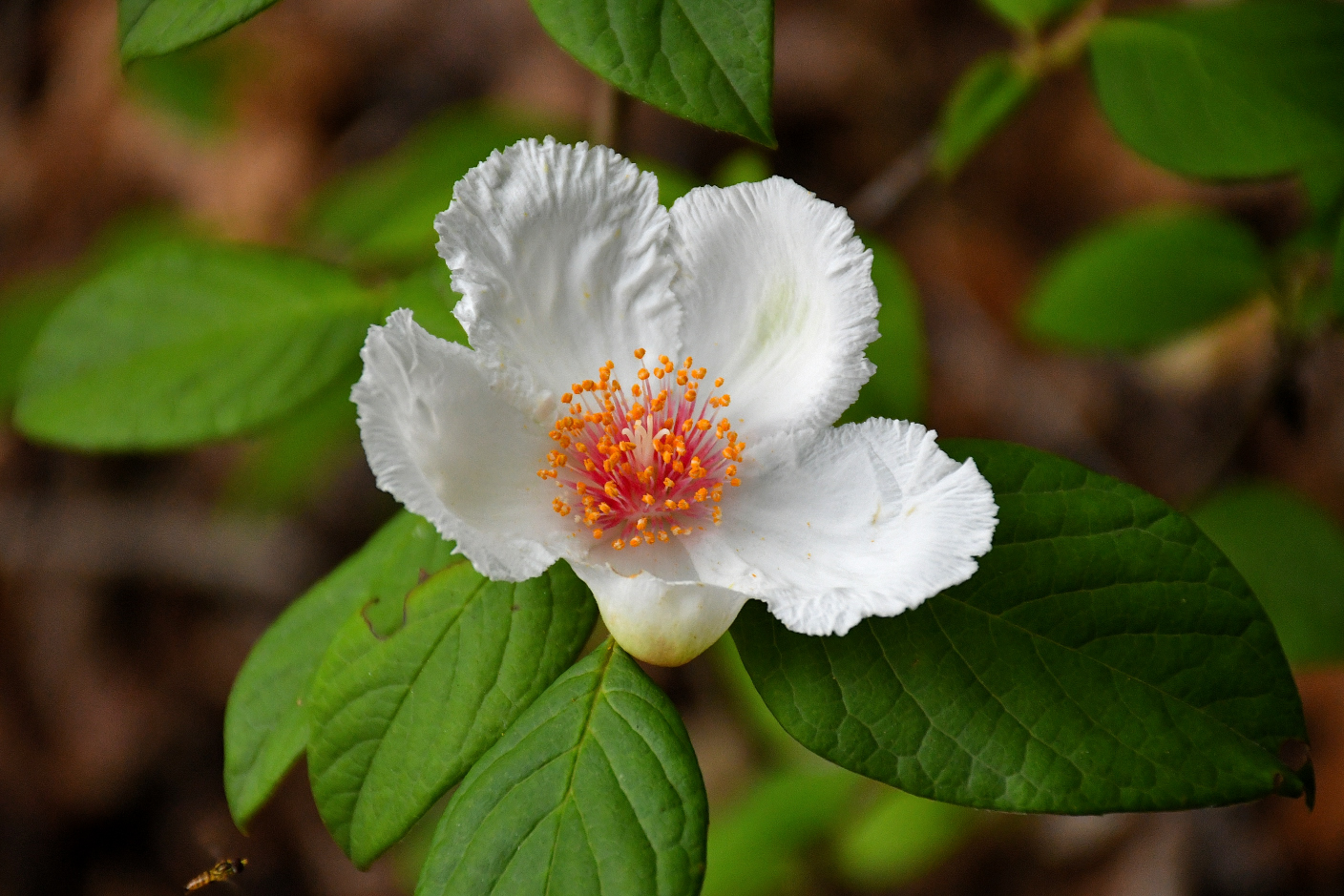 2022 Rare Plant List NHP